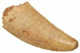 Serrated Raptor Tooth - Real Dinosaur Tooth #371480-1